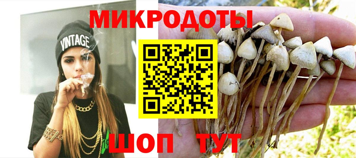 Псилоцибиновые грибы Psilocybe Шебекино